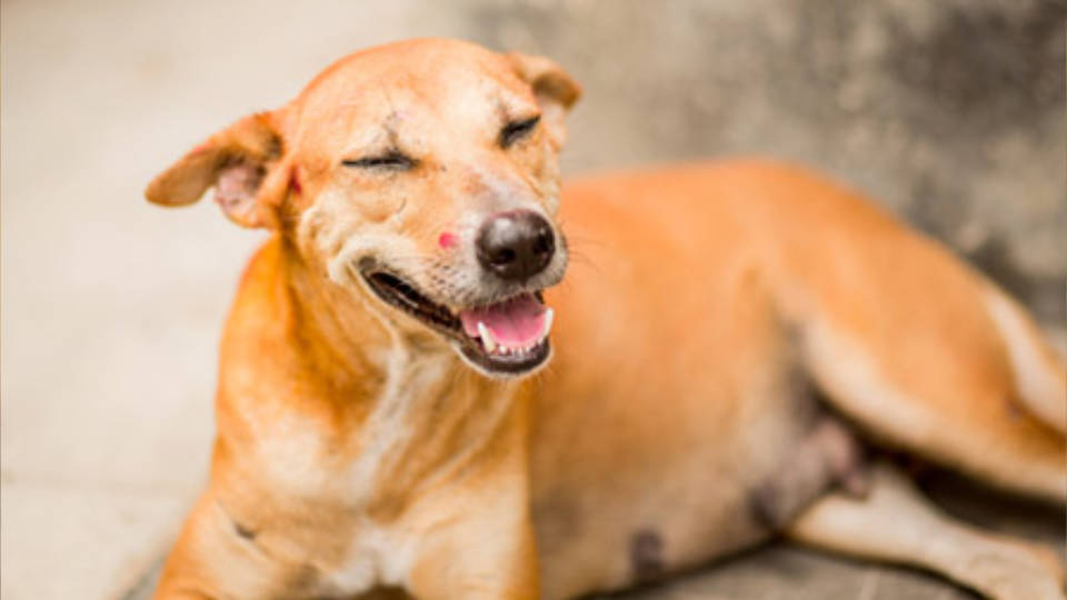 Charity of the year